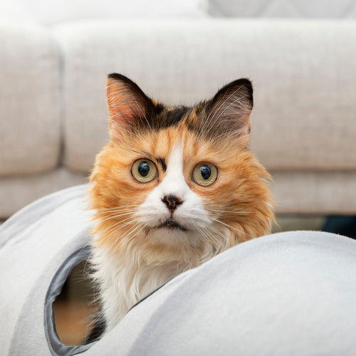 Peek-a-Boo Collapsible Cat Tunnel