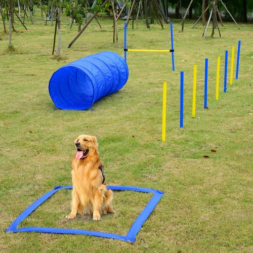 Backyard Dog Agility Starter Kit