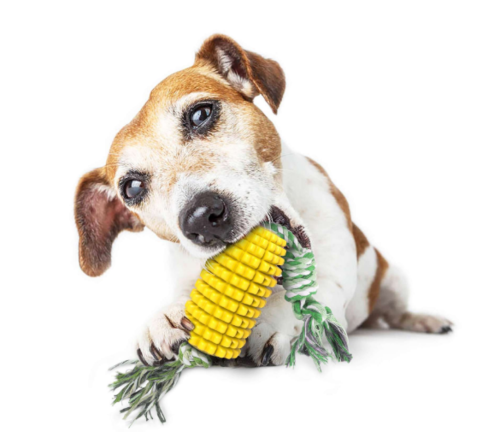 Chew & Clean Dog Toothbrush Toy